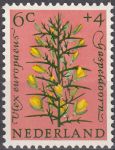 Obrázek k výrobku 17039 - 1960, Nizozemí, 0746, Letní známky ve prospěch sociálního zařízení: Květiny (III) - Tulpia hybr. **