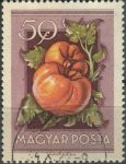 Obrázek k výrobku 36303 - 1954, Maďarsko, 1387, Zemědělská výstava: Capsicum annum ⊙