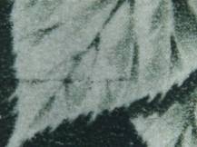 1945, ČSR II, 0374DV, Výplatní známka: Lipová ratolest ✶✶