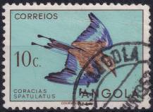 1951, Angola, 0340, Výplatní: domácí druhy ptáků - Coarcias sptatulatus ⊙