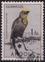 1951, Angola, 0344, Výplatní: domácí druhy ptáků - Gymnobucco anchletae ⊙
