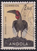 1951, Angola, 0346, Výplatní: domácí druhy ptáků - Bucorvus cafer ⊙