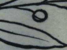 1957, ČSR II, A0967II, Úmrtí Antonína Zápotockého ⊙ zk