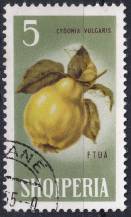 1965, Albánie, 0916, Ovoce: Cydonia oblonga ⊙