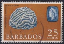 1966, Barbados, 0244Y, Výplatní: Mořská zvířata - Colpohyllia sp. ⊙