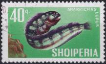 1967, Albánie, 1134, Ryby: Anarrhichas lupus ⊙