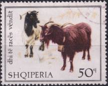 1968, Albánie, 1261, Domácí kozy ⊙
