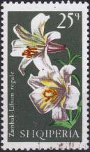 1970, Albánie, 1407, Lilie: Lilium regale ⊙