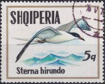 1973, Albánie, 1620, Mořští ptáci: Sterna hirundo ⊙