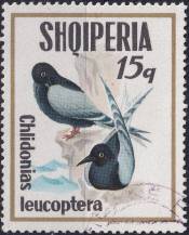 1973, Albánie, 1621, Mořští ptáci: Childonias leucopterus ⊙