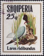 1973, Albánie, 1622, Mořští ptáci: Larus ridibundus ⊙