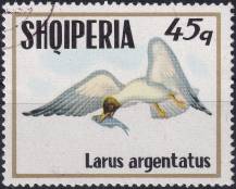 1973, Albánie, 1623, Mořští ptáci: Larus argentatus ⊙