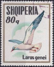 1973, Albánie, 1624, Mořští ptáci: Larus genei ⊙