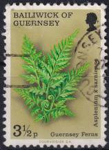 1975, Guernsey, 0114, Kapradiny: Asplenium sarniense ⊙ 