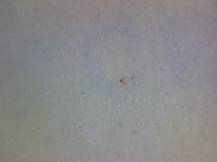 1983, ČSR II, A2604E, IX. BIB 1983 ∗∗