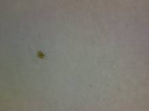 1983, ČSR II, A2604G, IX. BIB 1983 ∗∗