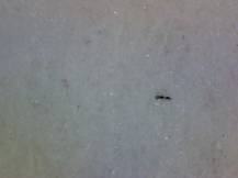 1988, ČSR II, A2840D, 70 let Poštovního muzea ∗∗