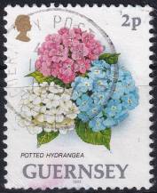 1993, Guernsey, 0599A, Výplatní známka: Květiny - Hydrangea hortensis  ⊙
