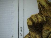 1999, Česko, FDC0205DV, Chovatelství - Kočky: Kocourek - šibal