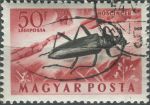Obrázek k výrobku 36284 - 1954, Maďarsko, 1355, Letecká známka: Hmyz - Polyphylia fullo ⊙